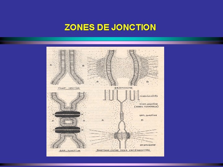 ZONES DE JONCTION 