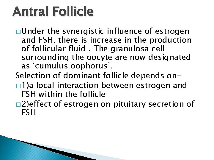 Antral Follicle � Under the synergistic influence of estrogen and FSH, there is increase