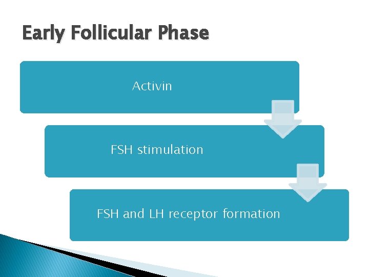 Early Follicular Phase Activin FSH stimulation FSH and LH receptor formation 