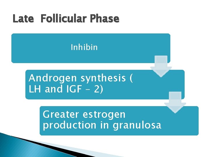 Late Follicular Phase Inhibin Androgen synthesis ( LH and IGF – 2) Greater estrogen