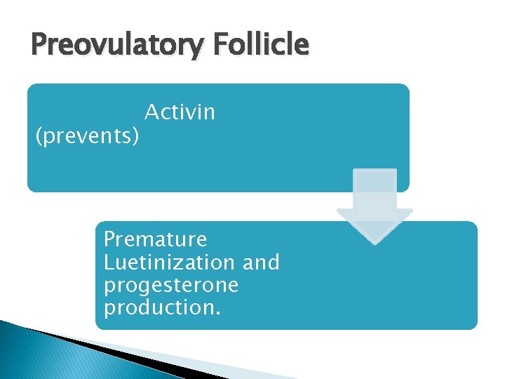 Preovulatory Follicle (prevents) Activin Premature Luetinization and progesterone production. 