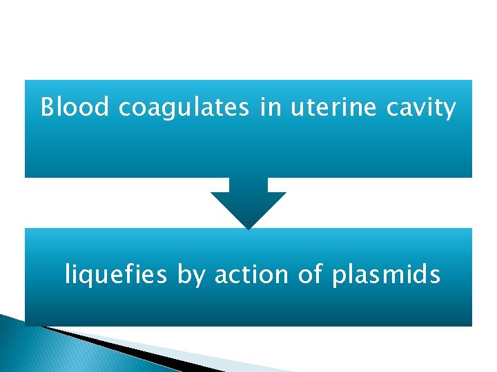 Blood coagulates in uterine cavity liquefies by action of plasmids 
