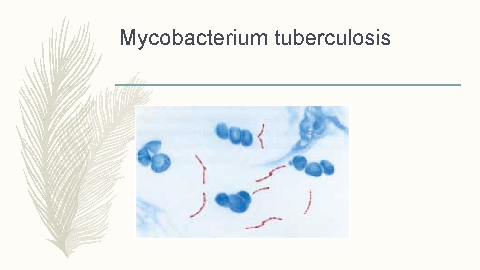 Mycobacterium tuberculosis 