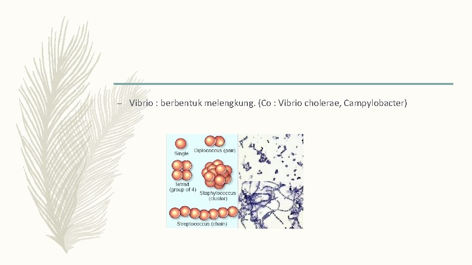 – Vibrio : berbentuk melengkung. (Co : Vibrio cholerae, Campylobacter) 