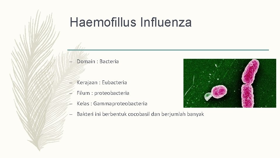 Haemofillus Influenza – Domain : Bacteria – Kerajaan : Eubacteria – Filum : proteobacteria
