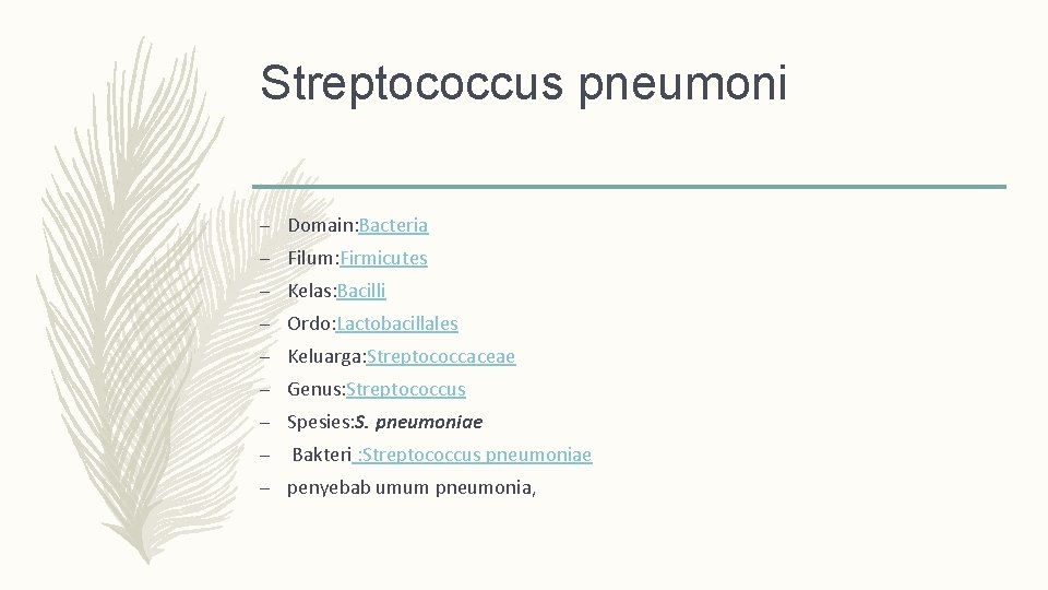 Streptococcus pneumoni – Domain: Bacteria – Filum: Firmicutes – Kelas: Bacilli – Ordo: Lactobacillales