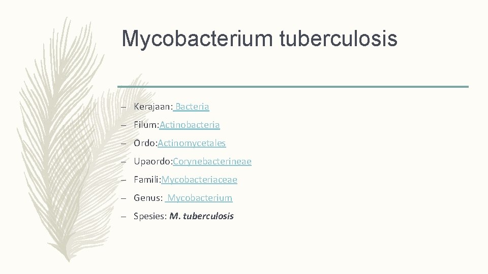Mycobacterium tuberculosis – Kerajaan: Bacteria – Filum: Actinobacteria – Ordo: Actinomycetales – Upaordo: Corynebacterineae