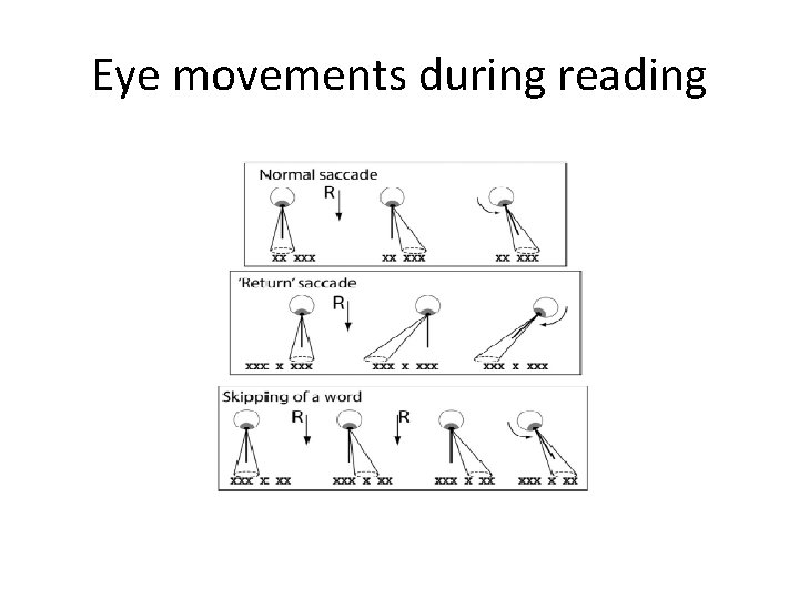 Eye movements during reading 