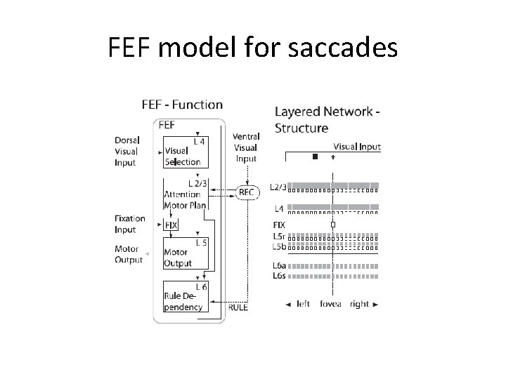 FEF model for saccades 