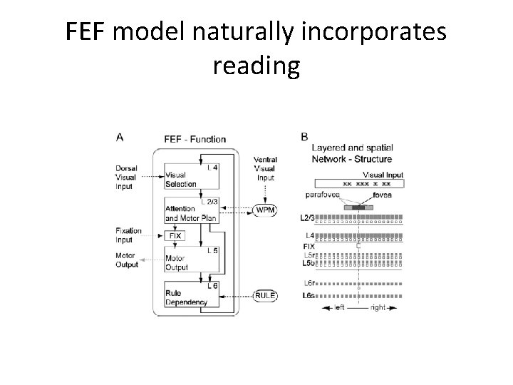 FEF model naturally incorporates reading 