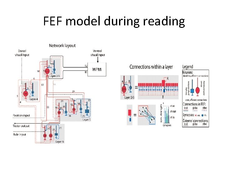 FEF model during reading 