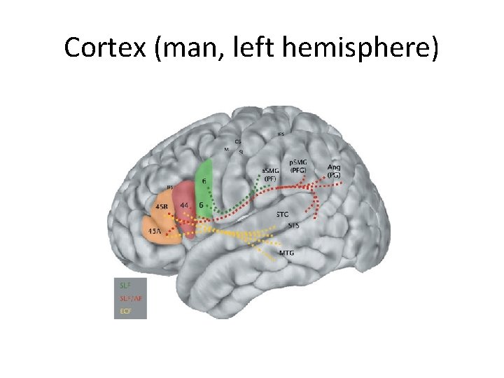 Cortex (man, left hemisphere) 