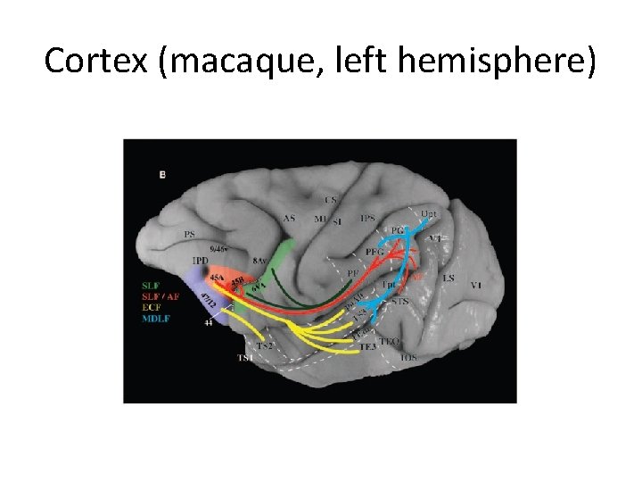 Cortex (macaque, left hemisphere) 