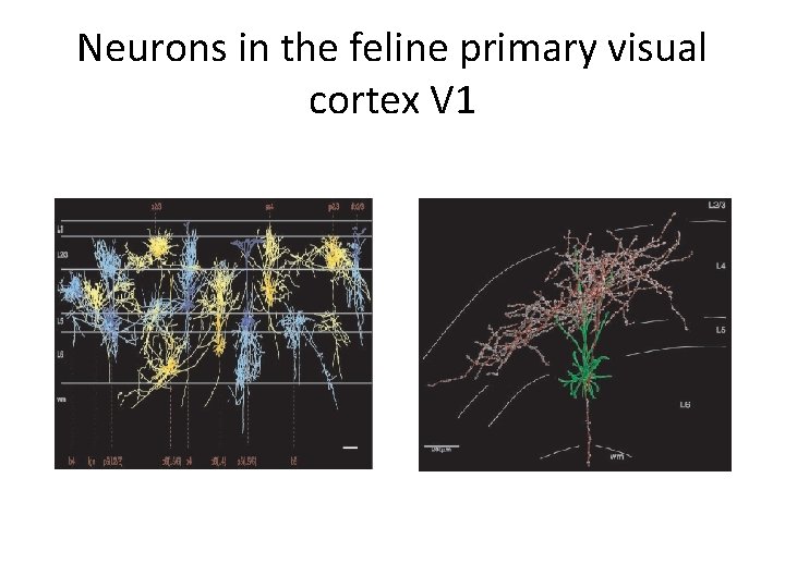 Neurons in the feline primary visual cortex V 1 