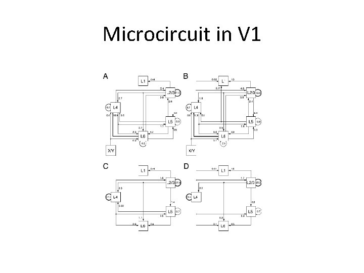 Microcircuit in V 1 