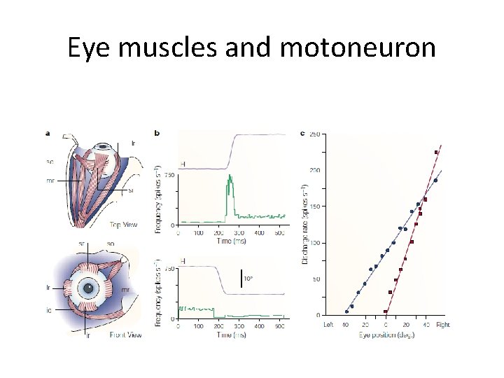 Eye muscles and motoneuron 