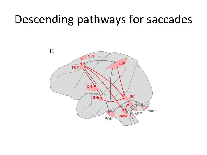 Descending pathways for saccades 