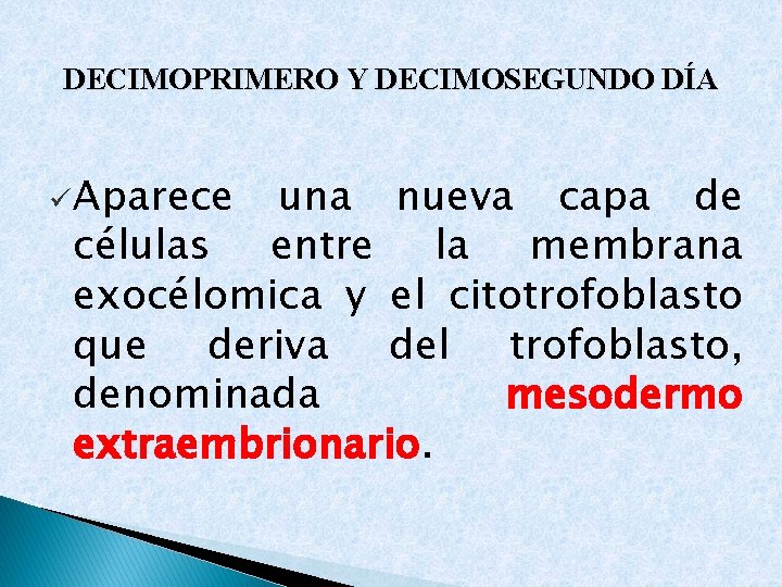 DECIMOPRIMERO Y DECIMOSEGUNDO DÍA ü Aparece una nueva capa de células entre la membrana