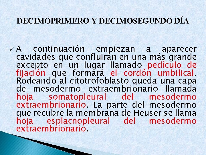 DECIMOPRIMERO Y DECIMOSEGUNDO DÍA ü A continuación empiezan a aparecer cavidades que confluirán en