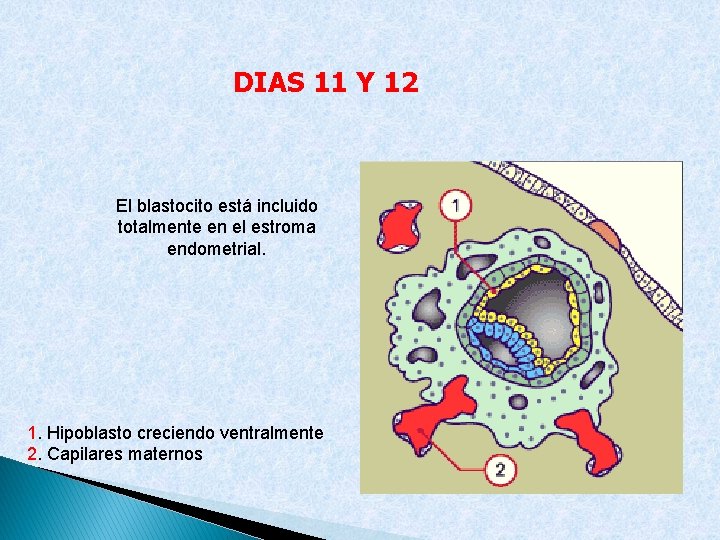 DIAS 11 Y 12 El blastocito está incluido totalmente en el estroma endometrial. 1.
