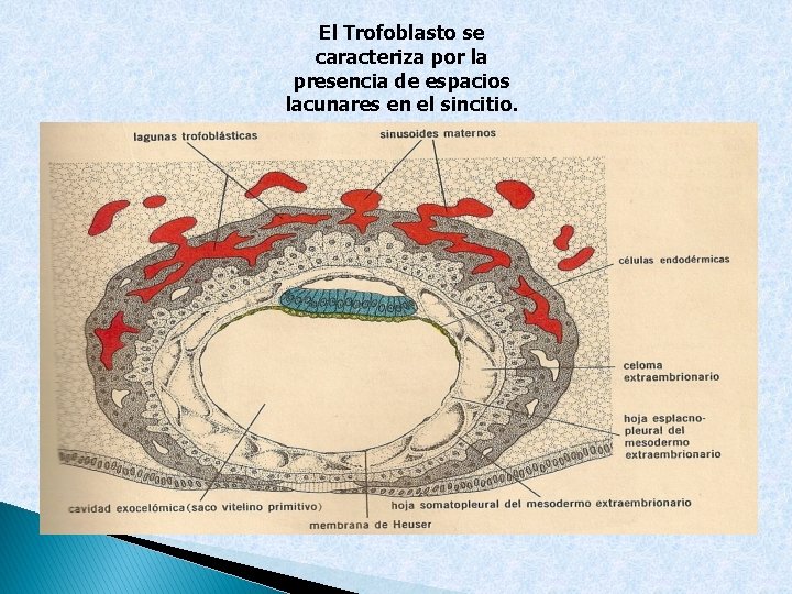 El Trofoblasto se caracteriza por la presencia de espacios lacunares en el sincitio. 
