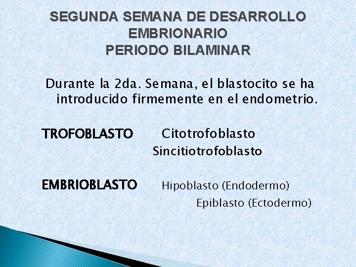 SEGUNDA SEMANA DE DESARROLLO EMBRIONARIO PERIODO BILAMINAR Durante la 2 da. Semana, el blastocito