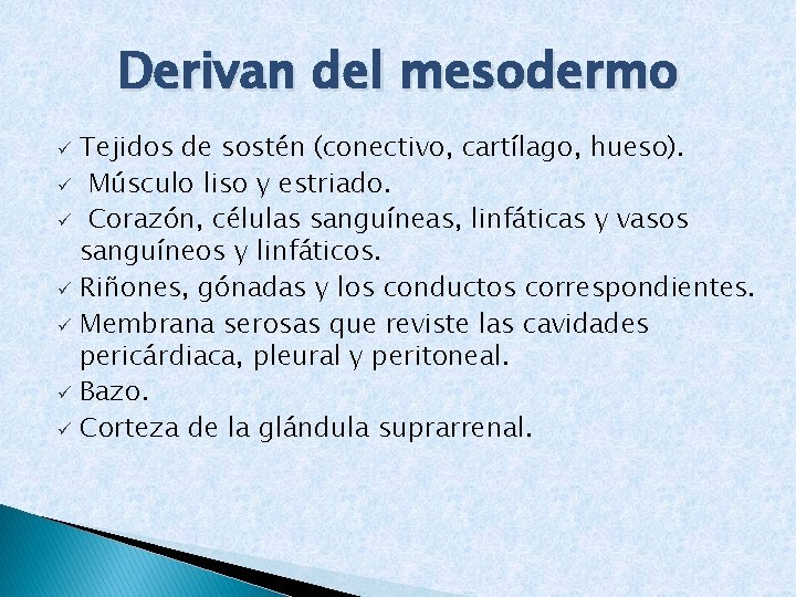 Derivan del mesodermo Tejidos de sostén (conectivo, cartílago, hueso). ü Músculo liso y estriado.