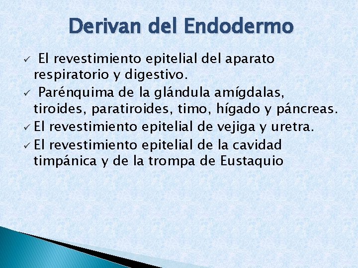 Derivan del Endodermo El revestimiento epitelial del aparato respiratorio y digestivo. ü Parénquima de