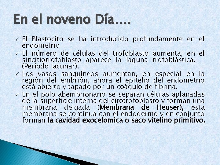 En el noveno Día…. ü ü El Blastocito se ha introducido profundamente en el