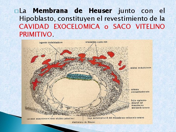 � La Membrana de Heuser junto con el Hipoblasto, constituyen el revestimiento de la