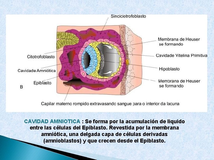 CAVIDAD AMNIOTICA : Se forma por la acumulación de liquido entre las células del