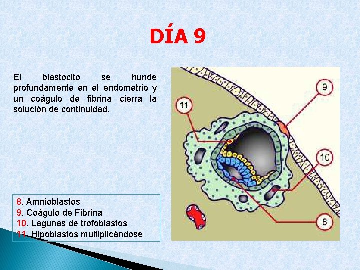 DÍA 9 El blastocito se hunde profundamente en el endometrio y un coágulo de
