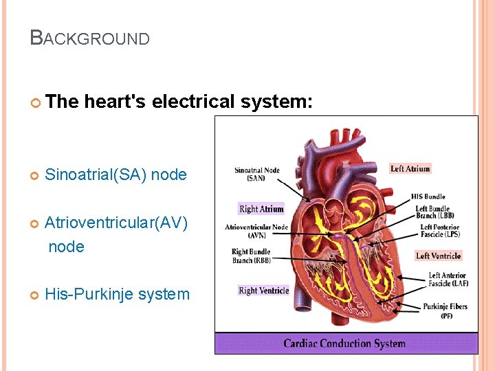 BACKGROUND The heart's electrical system: Sinoatrial(SA) node Atrioventricular(AV) node His-Purkinje system 
