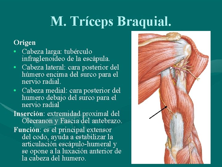 M. Tríceps Braquial. Origen • Cabeza larga: tubérculo infraglenoideo de la escápula. • Cabeza