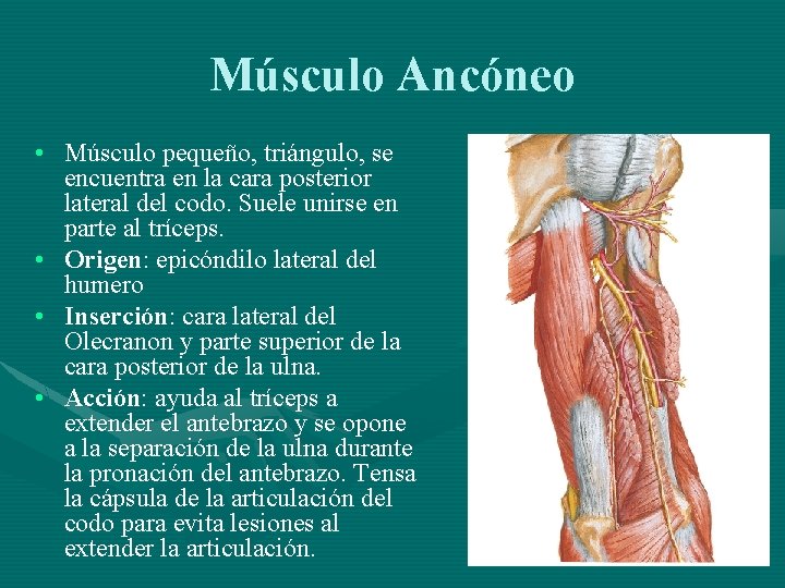 Músculo Ancóneo • Músculo pequeño, triángulo, se encuentra en la cara posterior lateral del
