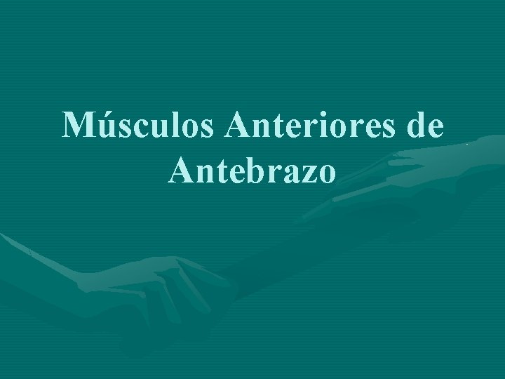 Músculos Anteriores de Antebrazo 