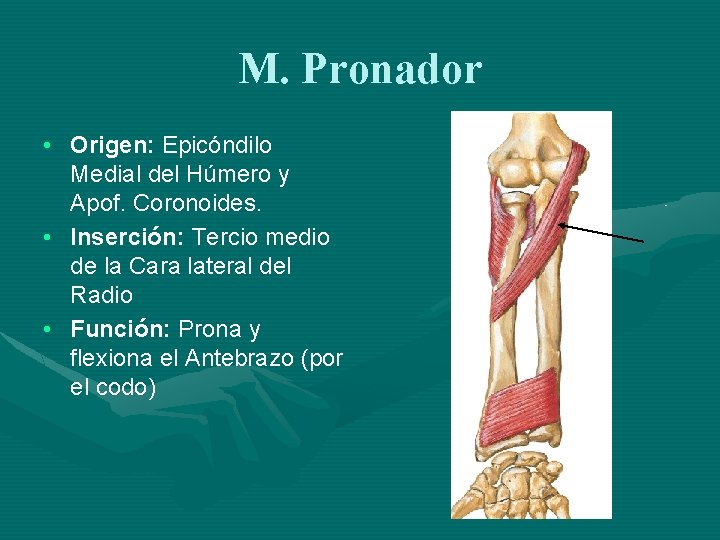 M. Pronador • Origen: Epicóndilo Medial del Húmero y Apof. Coronoides. • Inserción: Tercio