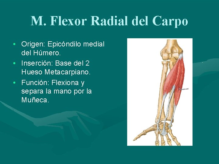 M. Flexor Radial del Carpo • Origen: Epicóndilo medial del Húmero. • Inserción: Base