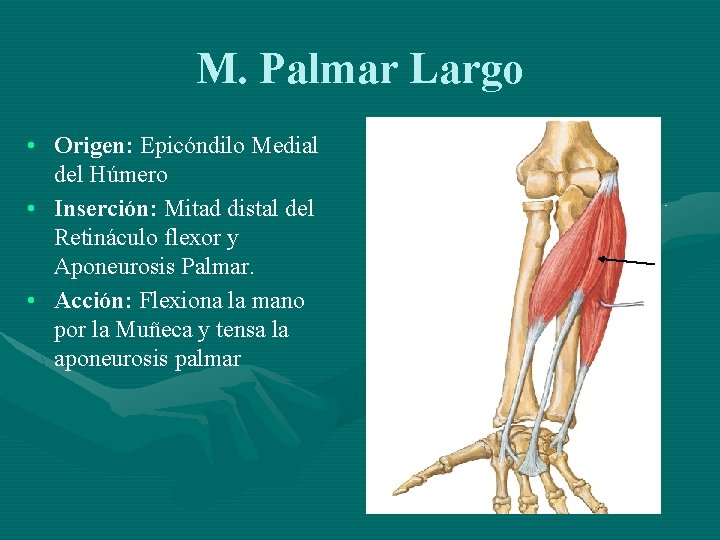 M. Palmar Largo • Origen: Epicóndilo Medial del Húmero • Inserción: Mitad distal del