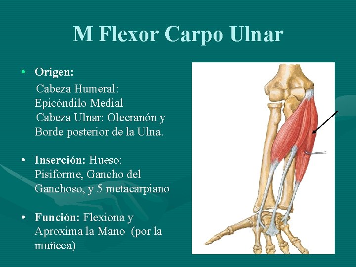 M Flexor Carpo Ulnar • Origen: Cabeza Humeral: Epicóndilo Medial Cabeza Ulnar: Olecranón y