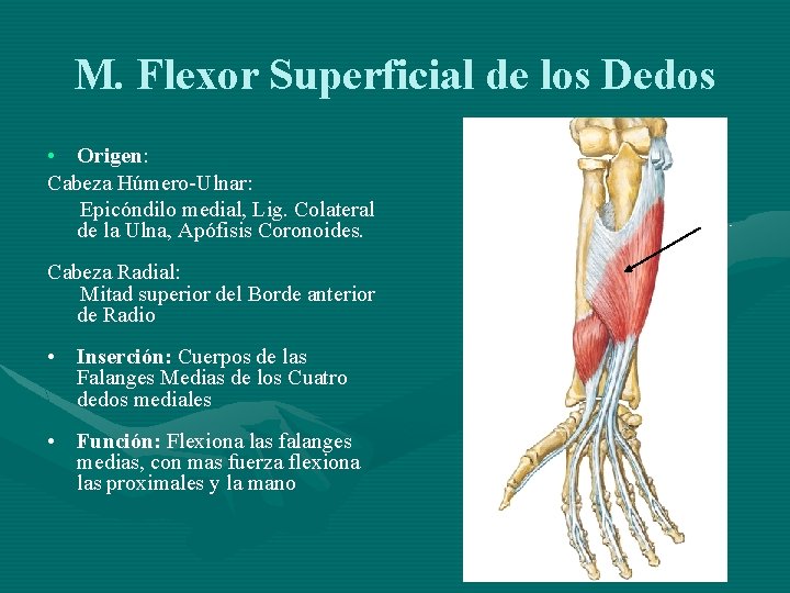 M. Flexor Superficial de los Dedos • Origen: Cabeza Húmero-Ulnar: Epicóndilo medial, Lig. Colateral