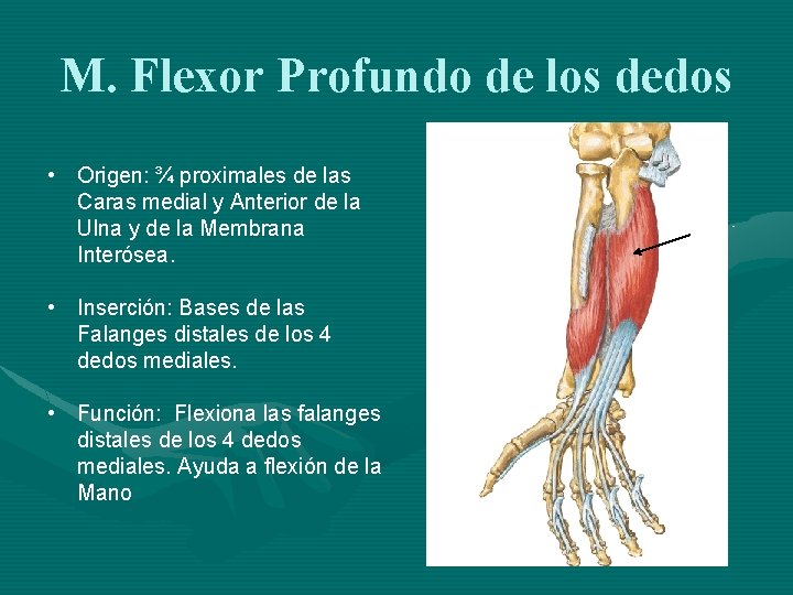 M. Flexor Profundo de los dedos • Origen: ¾ proximales de las Caras medial