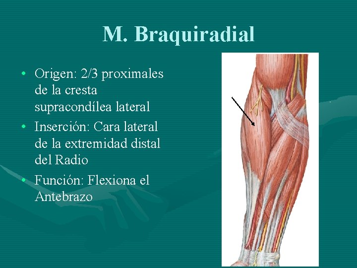 M. Braquiradial • Origen: 2/3 proximales de la cresta supracondílea lateral • Inserción: Cara