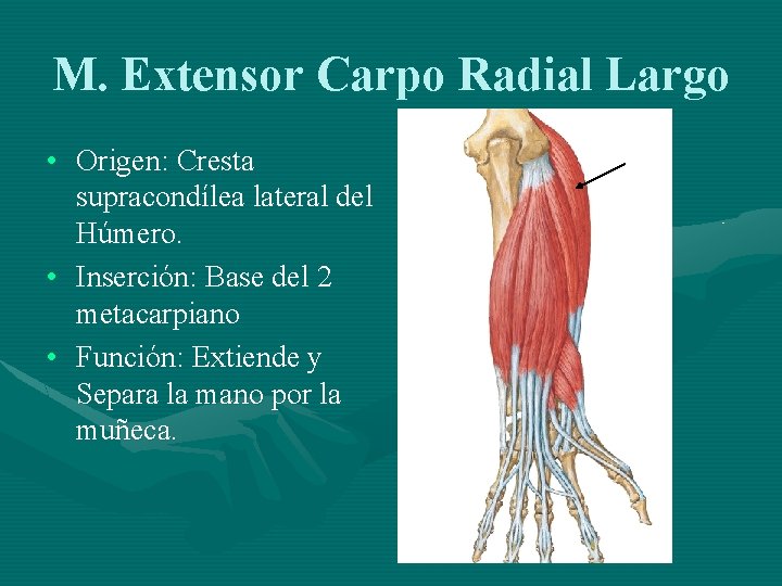 M. Extensor Carpo Radial Largo • Origen: Cresta supracondílea lateral del Húmero. • Inserción: