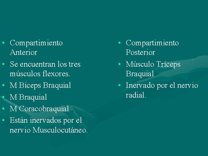  • Compartimiento Anterior • Se encuentran los tres músculos flexores. • M Bíceps