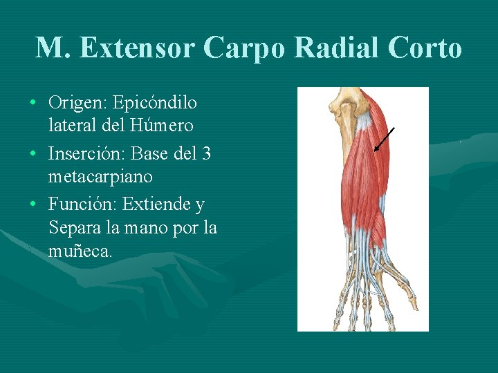 M. Extensor Carpo Radial Corto • Origen: Epicóndilo lateral del Húmero • Inserción: Base