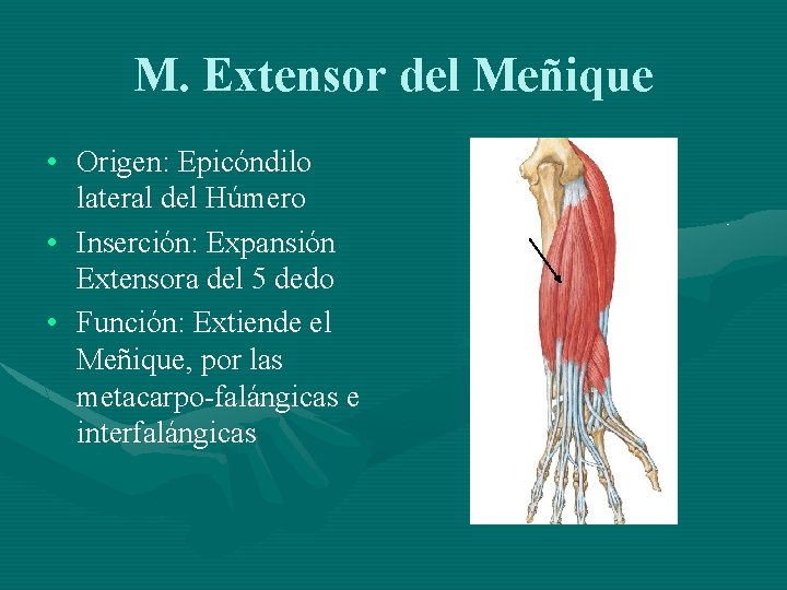 M. Extensor del Meñique • Origen: Epicóndilo lateral del Húmero • Inserción: Expansión Extensora