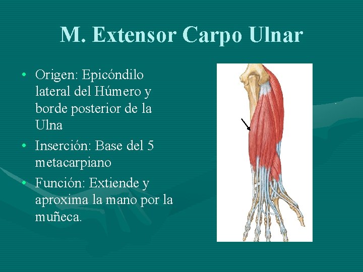 M. Extensor Carpo Ulnar • Origen: Epicóndilo lateral del Húmero y borde posterior de