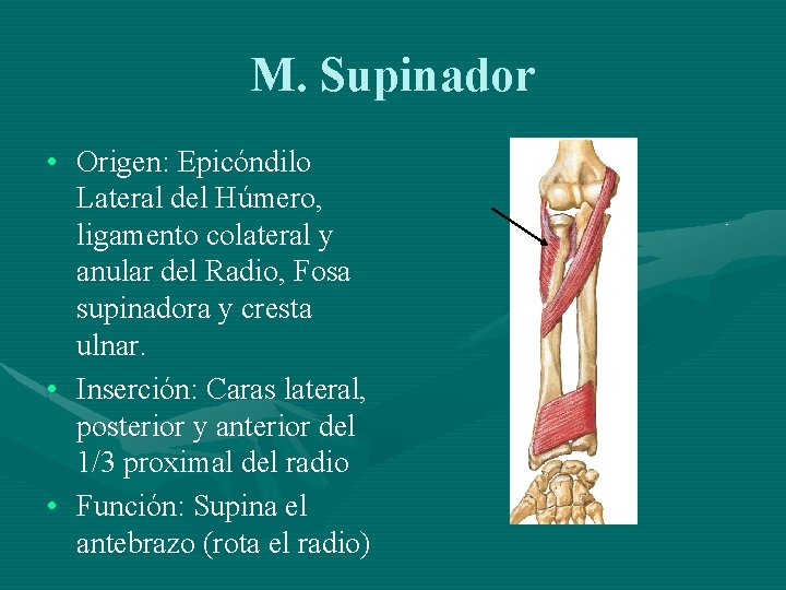 M. Supinador • Origen: Epicóndilo Lateral del Húmero, ligamento colateral y anular del Radio,