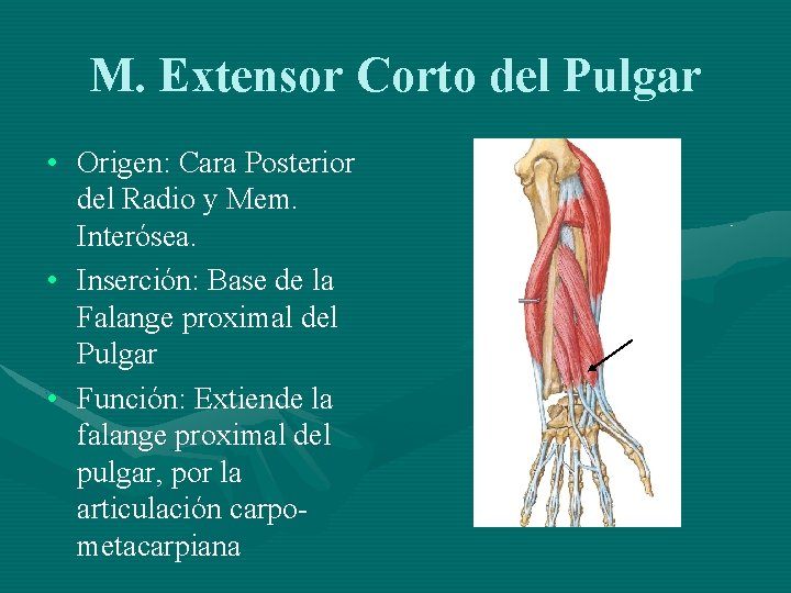 M. Extensor Corto del Pulgar • Origen: Cara Posterior del Radio y Mem. Interósea.